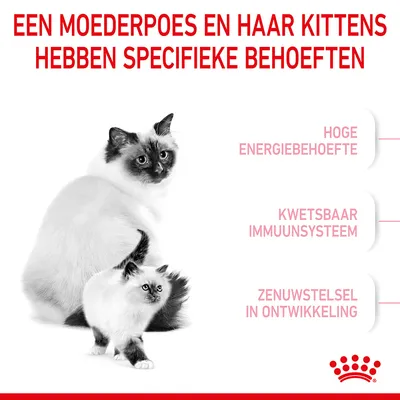 Moederpoes en kitten. Tekst: Een moederpoes en haar kittens hebben specifieke behoeften: hoge energiebehoefte, kwetsbaar immuunsysteem, zenuwstelsel in ontwikkeling.