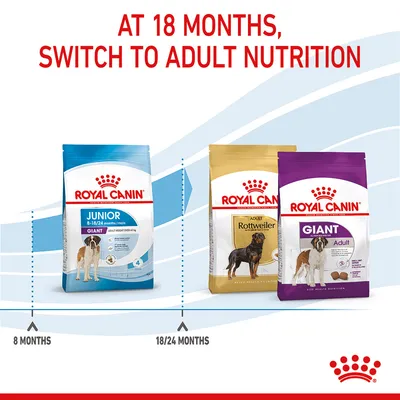 Feeding guide showing to switch from Royal Canin Junior food at 8 months to adult nutrition at 18 or 24 months, with images of junior and adult product bags.