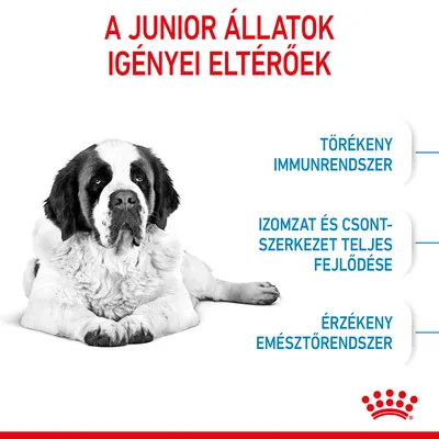 A JUNIOR ÁLLATOK IGÉNYEI ELTÉRŐEK. TÖRÉKENY IMMUNRENDSZER, IZOMZAT ÉS CSONTSZERKEZET TELJES FEJLŐDÉSE, ÉRZÉKENY EMÉSZTŐRENDSZER. Royal Canin márkajelzés látható.
