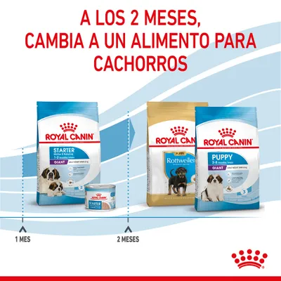 A los 2 meses, cambia a un alimento para cachorros. Royal Canin Starter 1–2 meses y Puppy Giant/Rottweiler 2–8 meses. Indicaciones de cambio de comida según la edad del cachorro.