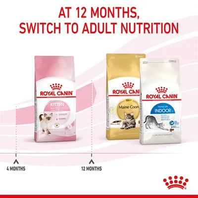 Feeding guide showing to switch from Royal Canin Kitten food at 4 months to adult nutrition, such as Maine Coon or Indoor, at 12 months.