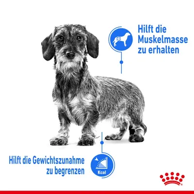 Dackel mit Text: Hilft die Muskelmasse zu erhalten. Hilft die Gewichtszunahme zu begrenzen. Royal Canin Logo unten rechts.