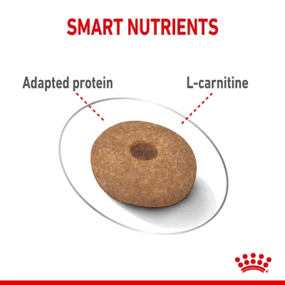 Kibble piece with labels highlighting adapted protein and L-carnitine as smart nutrients.