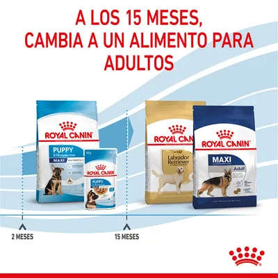 A los 15 meses, cambia a un alimento para adultos. Royal Canin Puppy Maxi 2–15 meses y Royal Canin Adult Labrador Retriever y Maxi Adult. Indicaciones de cambio a los 15 meses.