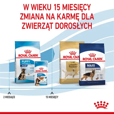 Royal Canin: w wieku 15 miesięcy zmiana z karmy Puppy Maxi na karmę dla dorosłych Labrador Retriever Adult lub Maxi Adult. Widoczne opakowania produktów.