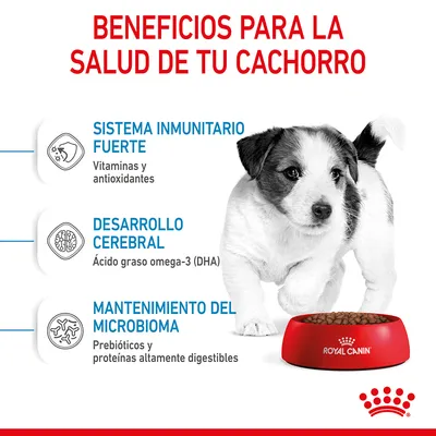 Beneficios para la salud de tu cachorro: sistema inmunitario fuerte (vitaminas y antioxidantes), desarrollo cerebral (omega-3 DHA), mantenimiento del microbioma (prebióticos, proteínas digestibles).