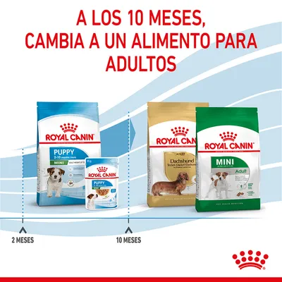 A los 10 meses, cambia a un alimento para adultos. Royal Canin Puppy Mini 2–10 meses y Royal Canin Adult Dachshund y Mini Adult. Indicaciones de cambio a los 2 y 10 meses.