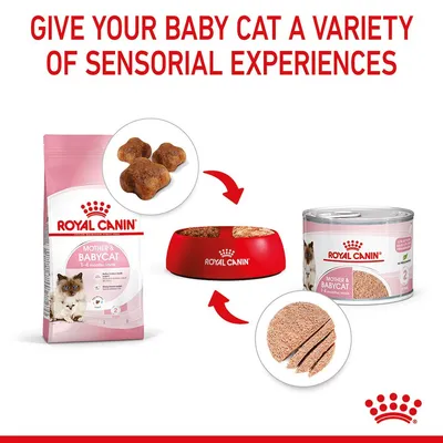 Royal Canin Mother & Babycat torrfoderpåse och våtfoderdosa, båda för kattungar 1–4 månader. Fodret visas i skål samt som bitar och skivor. Varumärket Royal Canin synligt.