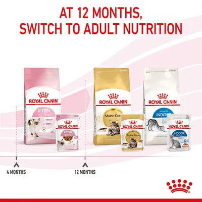 Instructional image showing Royal Canin kitten food for up to 12 months, then switching to adult nutrition at 12 months with Maine Coon and Indoor product options.