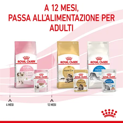 A 12 mesi, passa all'alimentazione per adulti. Prodotti Royal Canin Kitten fino a 12 mesi, poi Maine Coon Adult e Indoor Adult. Linea temporale con confezioni visibili.