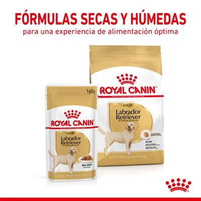 Royal Canin Adult Labrador Retriever, fórmulas secas y húmedas. Texto: para una experiencia de alimentación óptima. Envases visibles de 140 g y mayor tamaño.