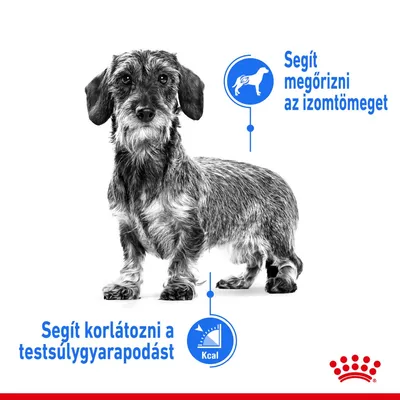 Drótszőrű tacskó, mellette szöveg: Segít megőrizni az izomtömeget. Alatta: Segít korlátozni a testsúlygyarapodást, Kcal piktogrammal. Royal Canin logó jobb alsó sarokban.