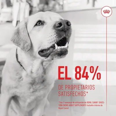 EL 84% de propietarios satisfechos. *Tras 2 semanas de utilización de ROYAL CANIN DIGESTION CHEWS ADULT SUPPLEMENTS (estudio interno de Royal Canin)