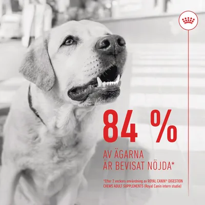 84 % av ägarna är bevisat nöjda efter 2 veckors användning av Royal Canin Digestion Chews Adult Supplements (Royal Canin intern studie)