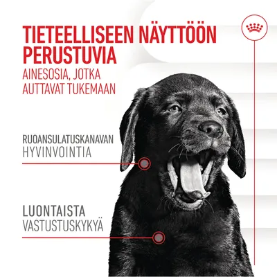 Tieteelliseen näyttöön perustuvia ainesosia, jotka auttavat tukemaan ruoansulatuskanavan hyvinvointia ja luontaista vastustuskykyä. Kuvassa musta koira.