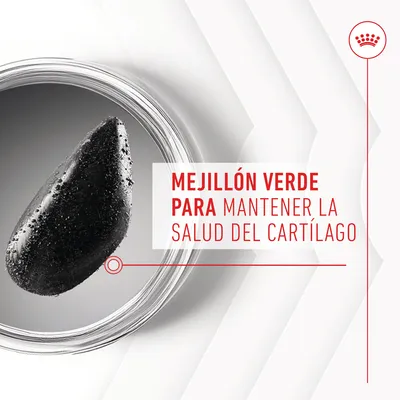 Texto: MEJILLÓN VERDE PARA MANTENER LA SALUD DEL CARTÍLAGO, junto a un mejillón verde en primer plano.