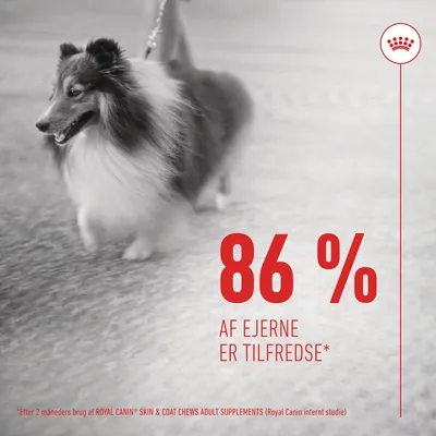86 % af ejerne er tilfredse* Efter 2 måneders brug af ROYAL CANIN SKIN & COAT CHEWS ADULT SUPPLEMENTS (Royal Canin internt studie)