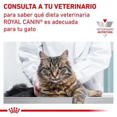 CONSULTA A TU VETERINARIO para saber qué dieta veterinaria ROYAL CANIN es adecuada para tu gato. VETERINARY NUTRITION. Imagen de un gato en consulta veterinaria.