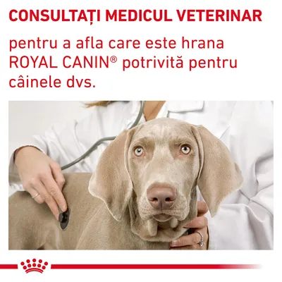 CONSULTAȚI MEDICUL VETERINAR pentru a afla care este hrana ROYAL CANIN potrivită pentru câinele dvs. Text vizibil pe imagine, cu medic veterinar și câine.