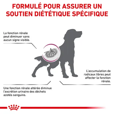 Formulé pour assurer un soutien diététique spécifique. La fonction rénale peut diminuer sans signe visible. Fonction rénale altérée : moins d’excrétion des déchets. Radicaux libres affectent la fonction rénale.