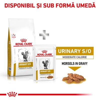 Royal Canin Veterinary URINARY S/O Moderate Calorie, disponibil și sub formă umedă. Pachet cu hrană uscată și plic cu bucăți în sos, imagine cu pisică pe ambalaj.