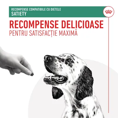Recompense compatibile cu dietele Satiety. Recompense delicioase pentru satisfacție maximă. Imagine cu o mână oferind o recompensă unui câine alb cu pete negre.