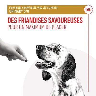 Friandises compatibles avec les aliments URINARY S/O. Des friandises savoureuses pour un maximum de plaisir. Main tendant une friandise à un chien tacheté.
