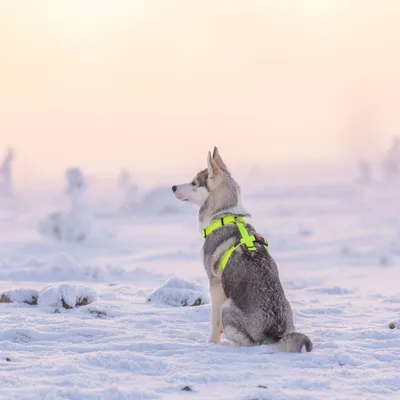 Hund mit leuchtend gelbem Geschirr sitzt im Schnee und zeigt die Passform des Geschirrs. Hund mit leuchtend gelbem Geschirr sitzt im Schnee und zeigt die Passform des Geschirrs.