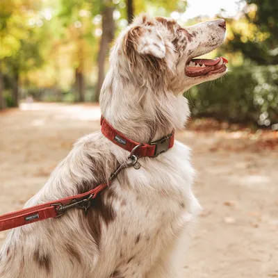 Hond met rode halsband en bijpassende lijn van het merk Wild Tales, staand buiten op een pad.