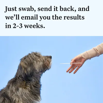 Instructional image showing a swab being held near a dog's mouth, with text: Just swab, send it back, and we’ll email you the results in 2-3 weeks.