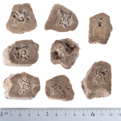 Getrocknete Knochenstücke in verschiedenen Formen, Grössen von ca. 1 bis 10 cm, mit Massstab zur Grössenangabe.