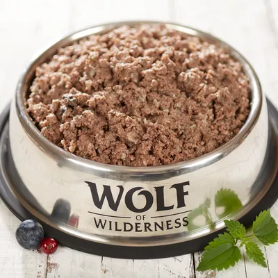 Wolf of Wilderness märkäruoka ruostumattomasta teräskulhosta, koristeltu mustikoilla, puolukoilla ja tuoreilla yrteillä.