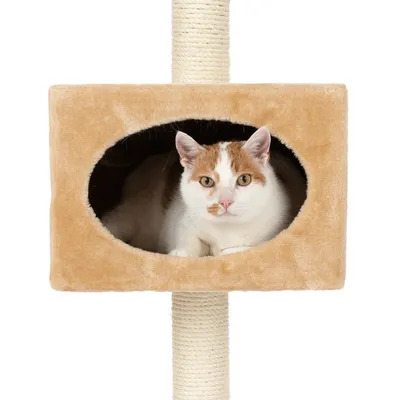 Beige kattenhuis met ovale opening, gemonteerd op een krabpaal van sisal. Witte en oranje kat zit in het huisje.