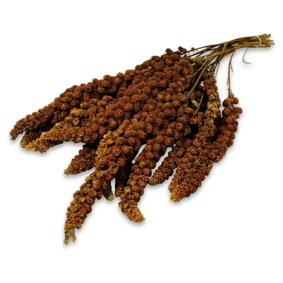 Épis de millet rouge entiers, grappes de graines sur tiges naturelles, présentés en bouquet pour oiseaux ou petits animaux.