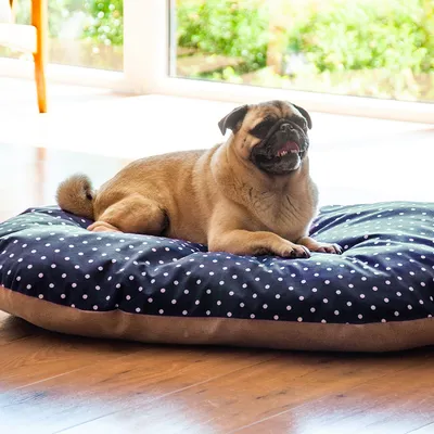 Perro tumbado en una cama para perros azul oscuro con puntos blancos en una habitación soleada.