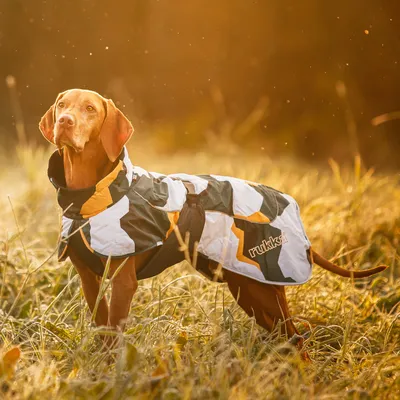 Hund trägt eine Outdoor-Jacke mit geometrischem Muster in Weiss, Schwarz und Orange. Marke: rukka.