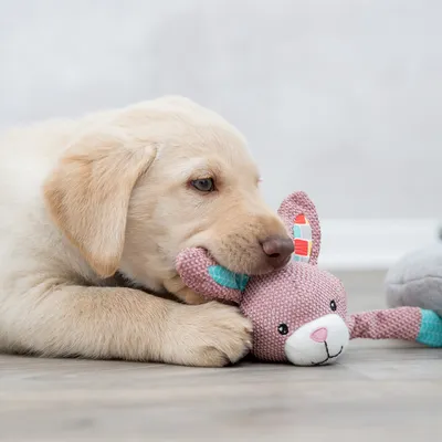 Chien allongé à côté d’un jouet en tissu rose en forme d’animal, oreilles avec motifs colorés, sur sol intérieur clair.