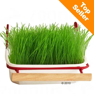 Nádoba s hustě rostoucí zelenou trávou, v pravém horním rohu oranžový pruh s bílým textem Top Seller