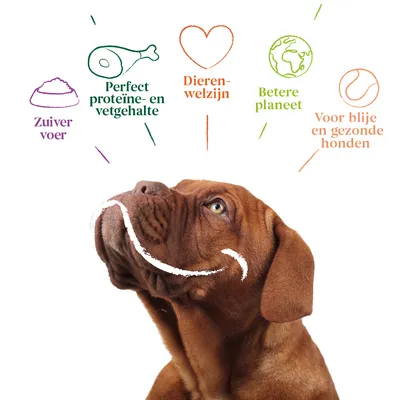 Zuiver voer, perfect proteïne- en vetgehalte, dierenwelzijn, betere planeet, voor blije en gezonde honden. Tekst met illustraties boven een bruine hond.