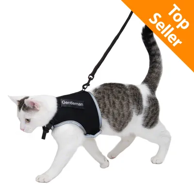 Gatto con pettorina nera con scritta Gentleman e guinzaglio. In alto a destra, etichetta arancione con testo Top Seller.