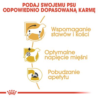 Podaj swojemu psu odpowiednio dopasowaną karmę. Wspomaganie stawów i kości, optymalne napięcie mięśni, pobudzanie apetytu.