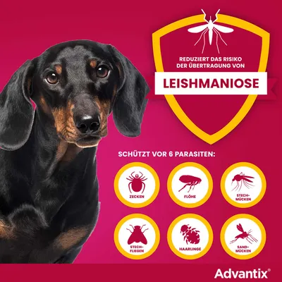Reduziert das Risiko der Übertragung von Leishmaniose. Schützt vor 6 Parasiten: Zecken, Flöhe, Stechmücken, Stechfliegen, Haarlinge, Sandmücken. Advantix.