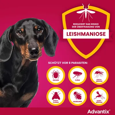 Reduziert das Risiko der Übertragung von Leishmaniose. Schützt vor 6 Parasiten: Zecken, Flöhe, Stechmücken, Stechfliegen, Haarlinge, Sandmücken. Advantix.