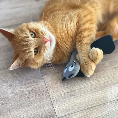 Gato macho rojo tumbado en suelo de madera sosteniendo un juguete de tela gris en forma de ratón con orejas negras.
