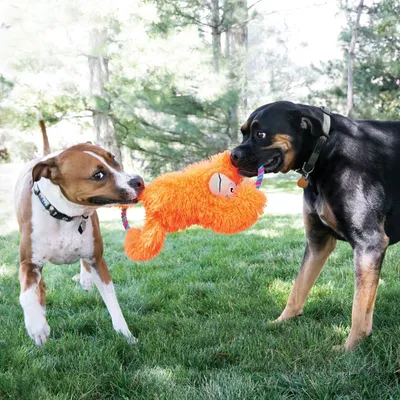 Zwei Hunde spielen mit einem orangefarbenen Plüschspielzeug in Form eines Affen mit Seilgriff im Garten.