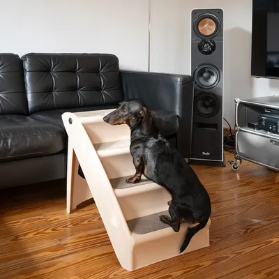 Chien sur escalier pour animaux en plastique beige à quatre marches, placé devant un canapé en cuir noir dans un salon avec parquet.