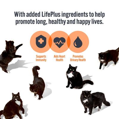 LifePlus ingredients support immunity, aid heart health and promote urinary health. Image shows icons for each benefit and several black and white cats around the text.