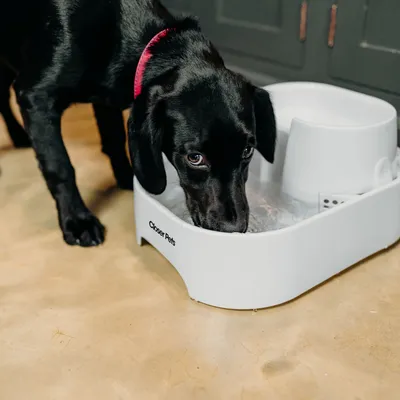 Schwarzer Hund trinkt aus einem weissen Trinkbrunnen mit der Aufschrift 'Closer Pets'.