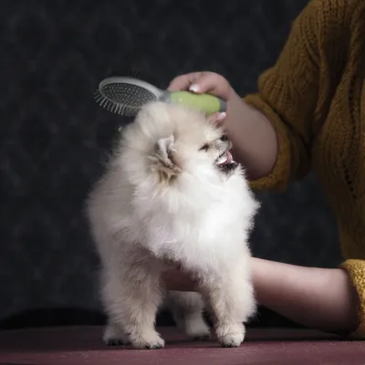 Mână ține o perie verde și periază blana unui animal mic. Demonstrație de îngrijire a blănii cu o perie.