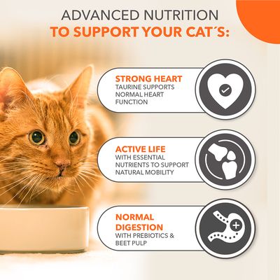 Text på engelska: Advanced nutrition to support your cat’s: Strong heart, Active life, Normal digestion. Bild på orange katt vid matskål. Ikoner för hjärta, leder och mage.